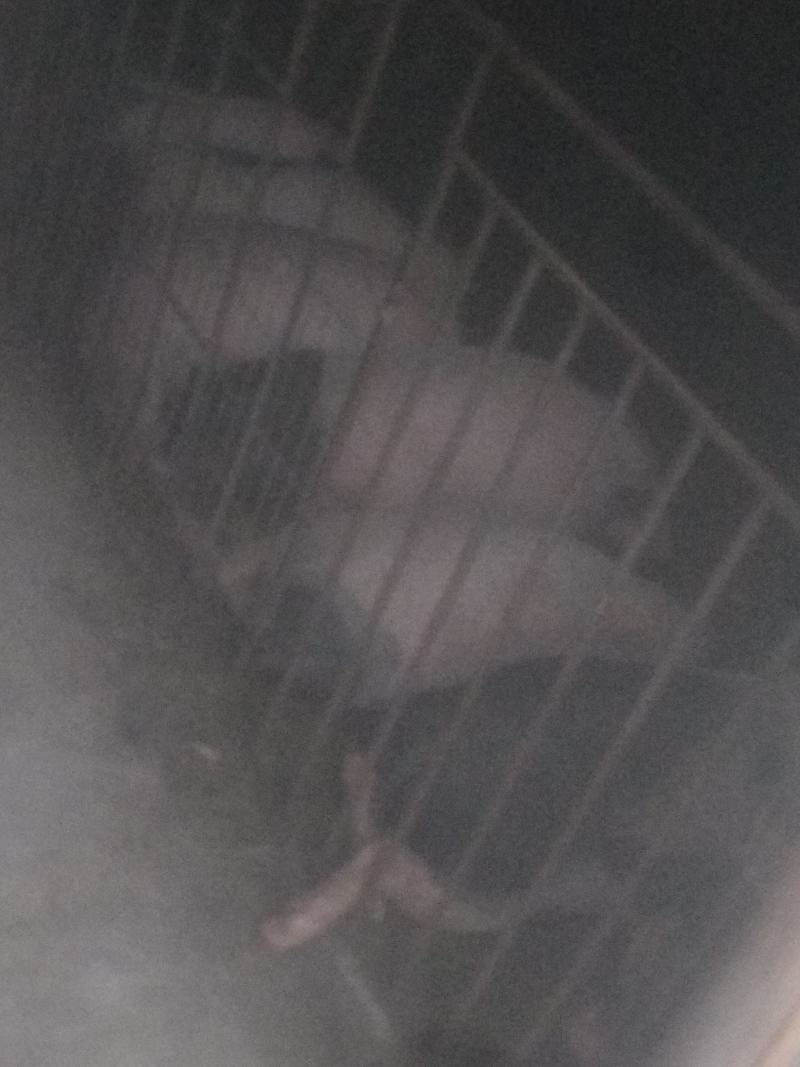 巴马香猪
