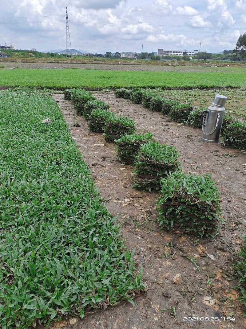 大叶油草草皮地毯草，现货批发，24小时内发货！