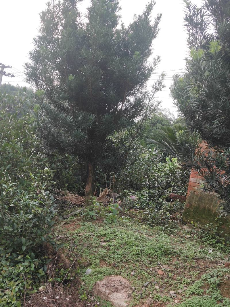 罗汉松2公分以上精品绿化工程罗汉松土球罗汉松