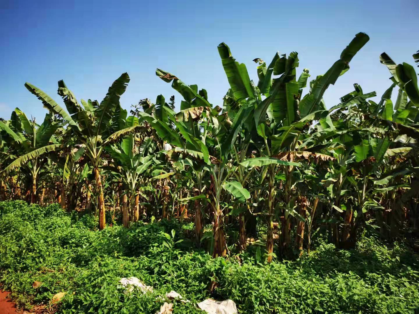 香蕉与芭蕉植株对比图