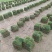 热销精品台湾草块，草卷，现货批发，无杂草泥巴地易活！
