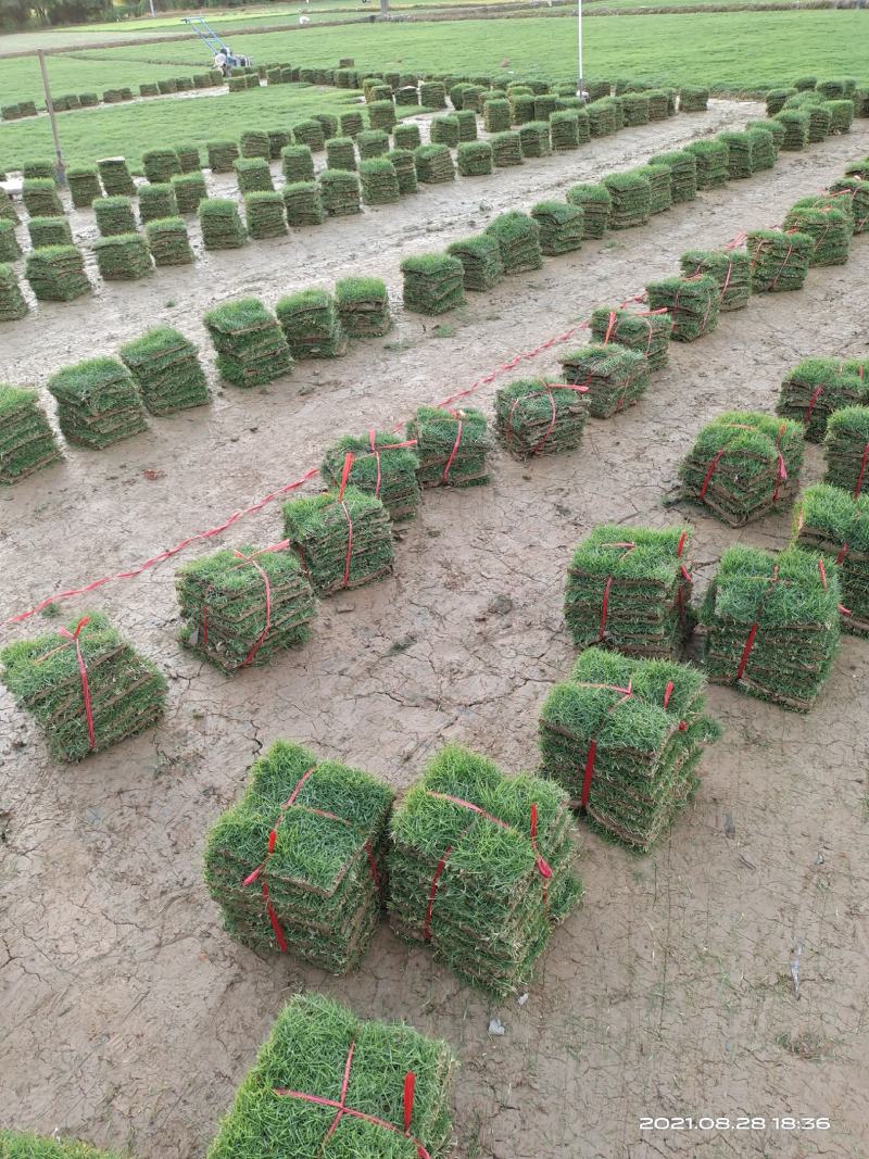 热销精品台湾草块，草卷，现货批发，无杂草泥巴地易活！