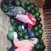 无籽西瓜大量上市