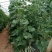 【豆角专用爬藤网】荷兰豆豌豆长豆角扁豆四季豆种植网攀爬网