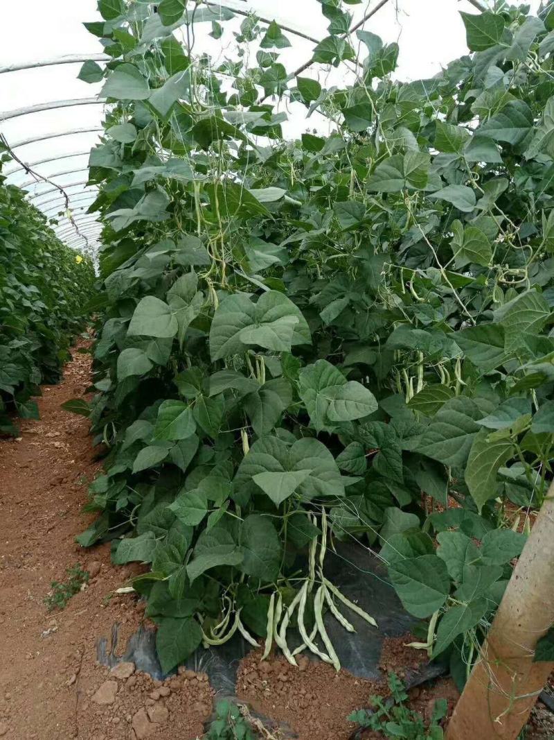 【豆角专用爬藤网】荷兰豆豌豆长豆角扁豆四季豆种植网攀爬网