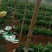 【豆角专用爬藤网】荷兰豆豌豆长豆角扁豆四季豆种植网攀爬网