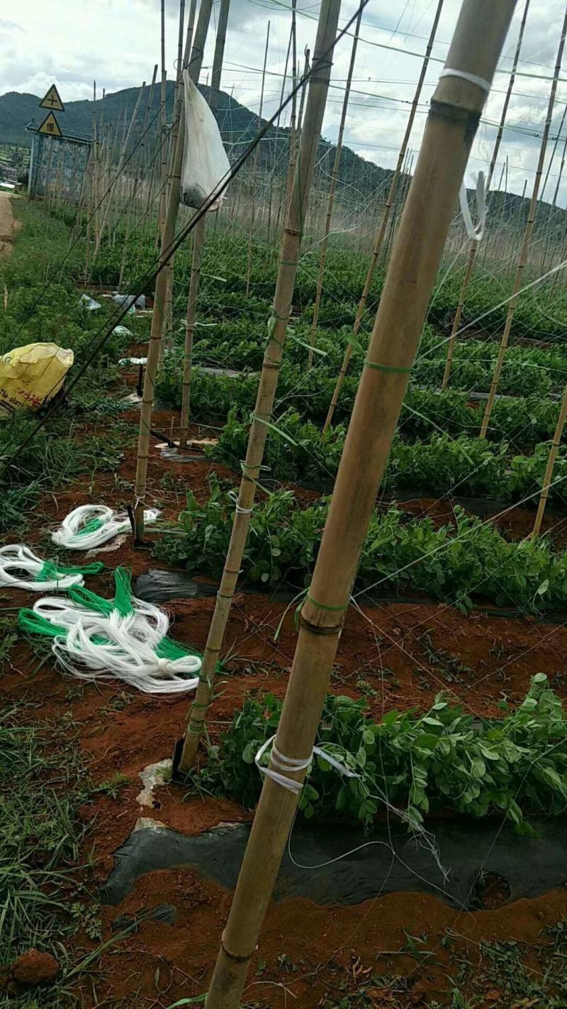 【豆角专用爬藤网】荷兰豆豌豆长豆角扁豆四季豆种植网攀爬网