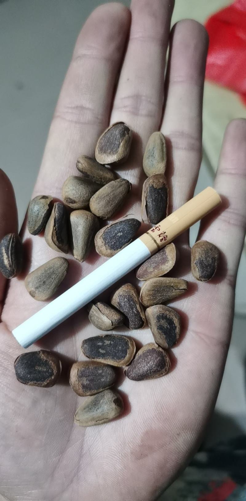 开口松子黄皮黑皮开口松子