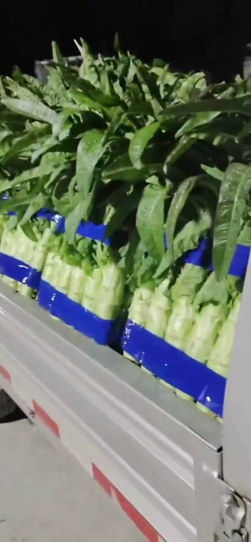 尖叶莴苣:-基地直供-视频看货-量大从优。