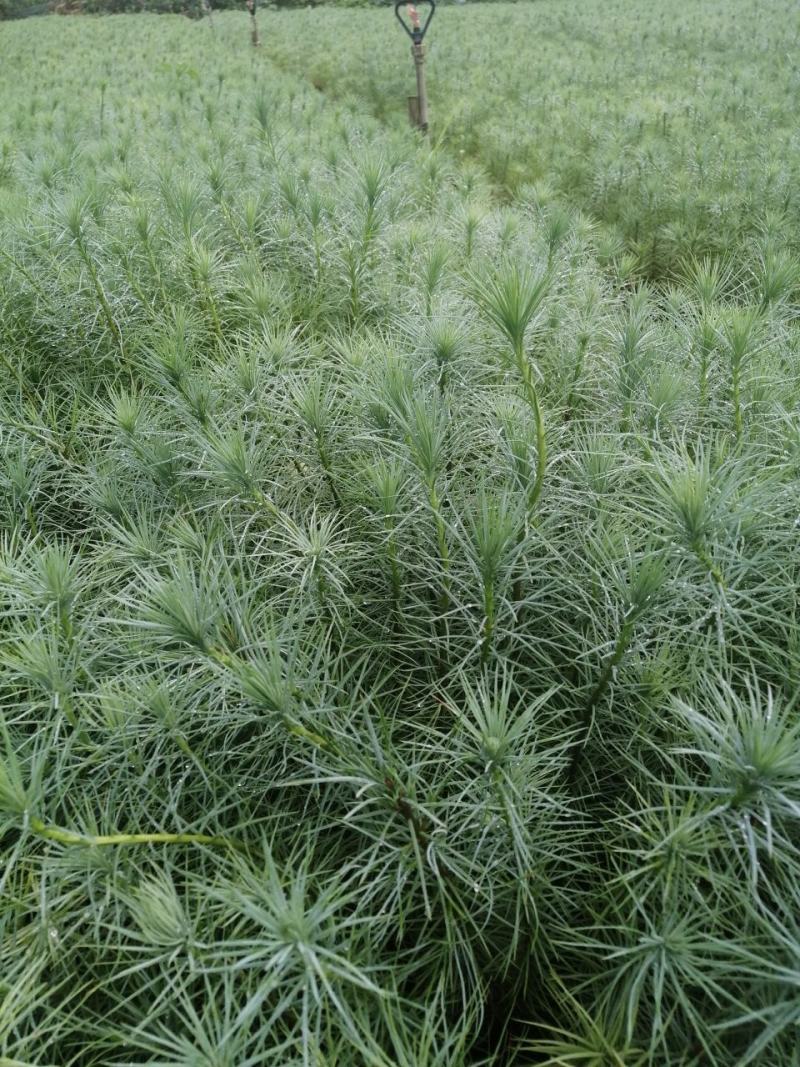优质华山松苗绿化树苗基地直发一手货源技术指导