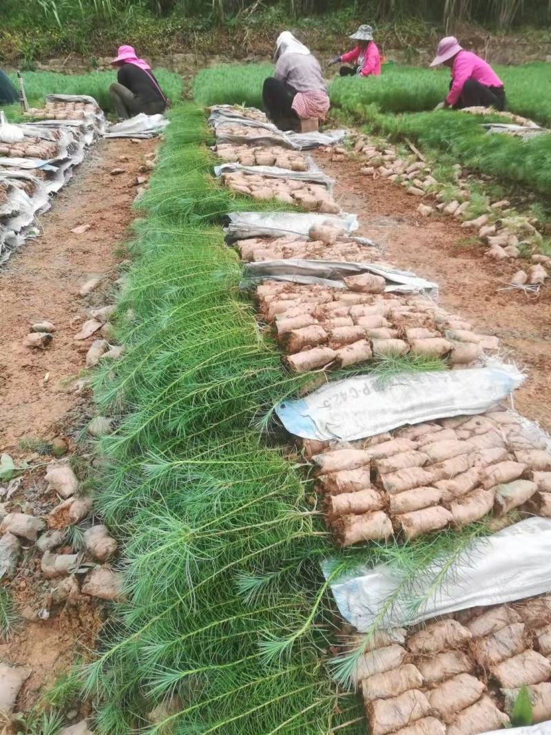 优质华山松苗绿化树苗基地直发一手货源技术指导
