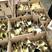 厂家批发特大种白番鸭，黑番鸭，包活包疫苗包运输。包回收签