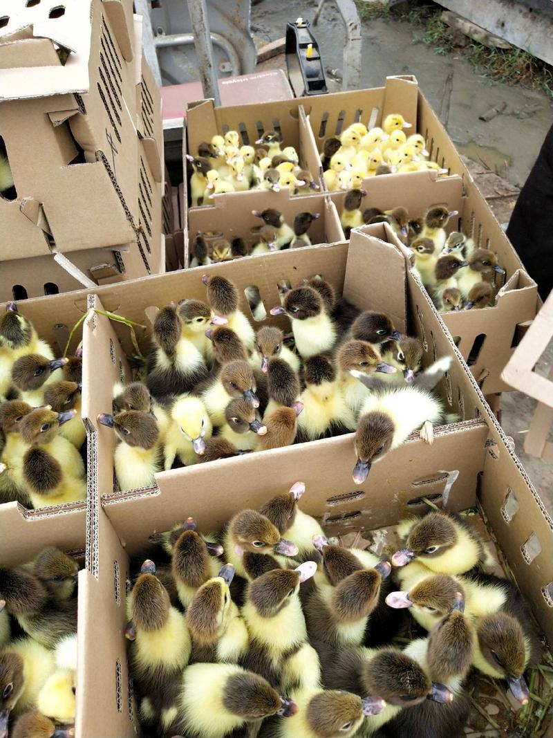 厂家批发特大种白番鸭，黑番鸭，包活包疫苗包运输。包回收签