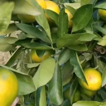 宜昌高山蜜橘大量上市，皮薄多汁入口即化无核无渣。