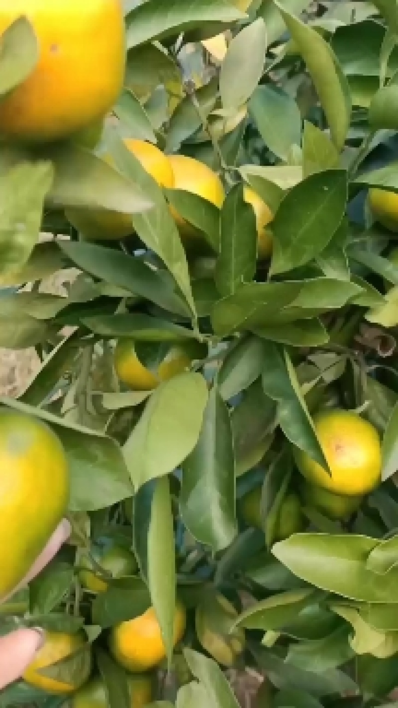 宜昌高山蜜橘大量上市，皮薄多汁入口即化无核无渣。