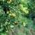 宜昌高山蜜橘大量上市，皮薄多汁入口即化无核无渣。