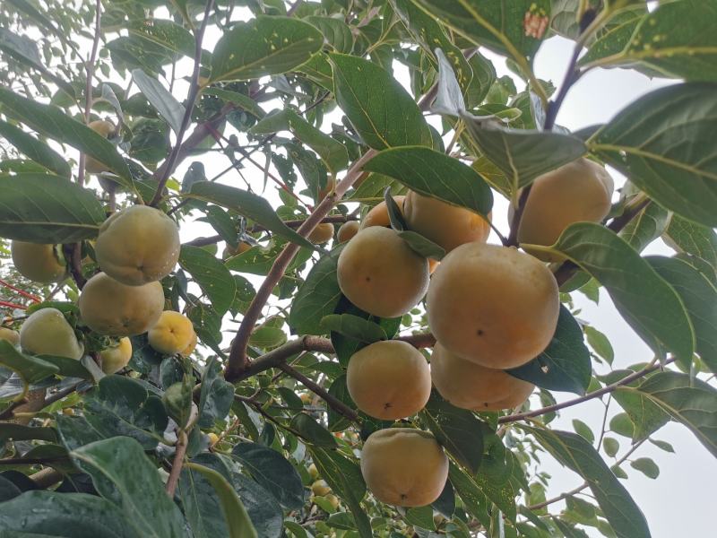 陕西阳丰脆柿甜柿大量供应货源充足品质好口感好