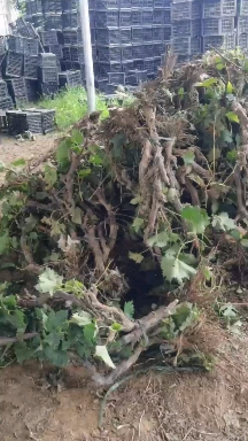 占地葡萄树，产地直供，一手货源欢迎采购