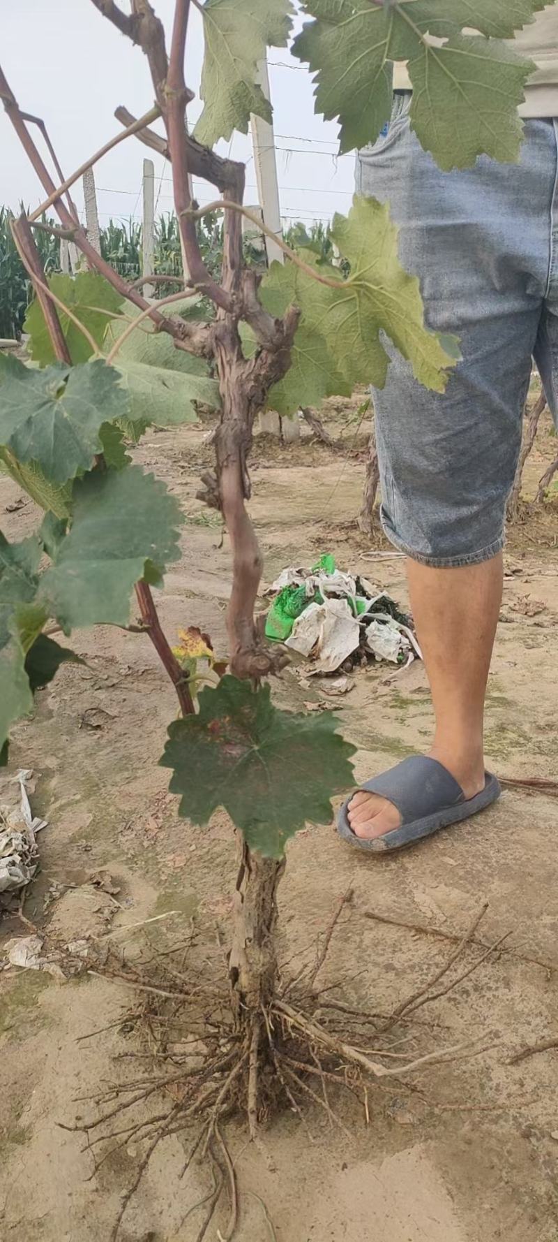 占地葡萄树，产地直供，一手货源欢迎采购