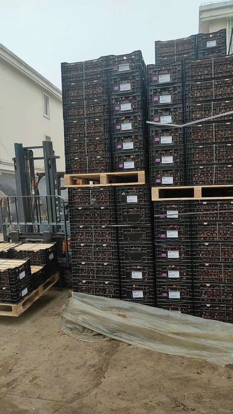 荷兰进口风信子种球2021年新球刚国内！