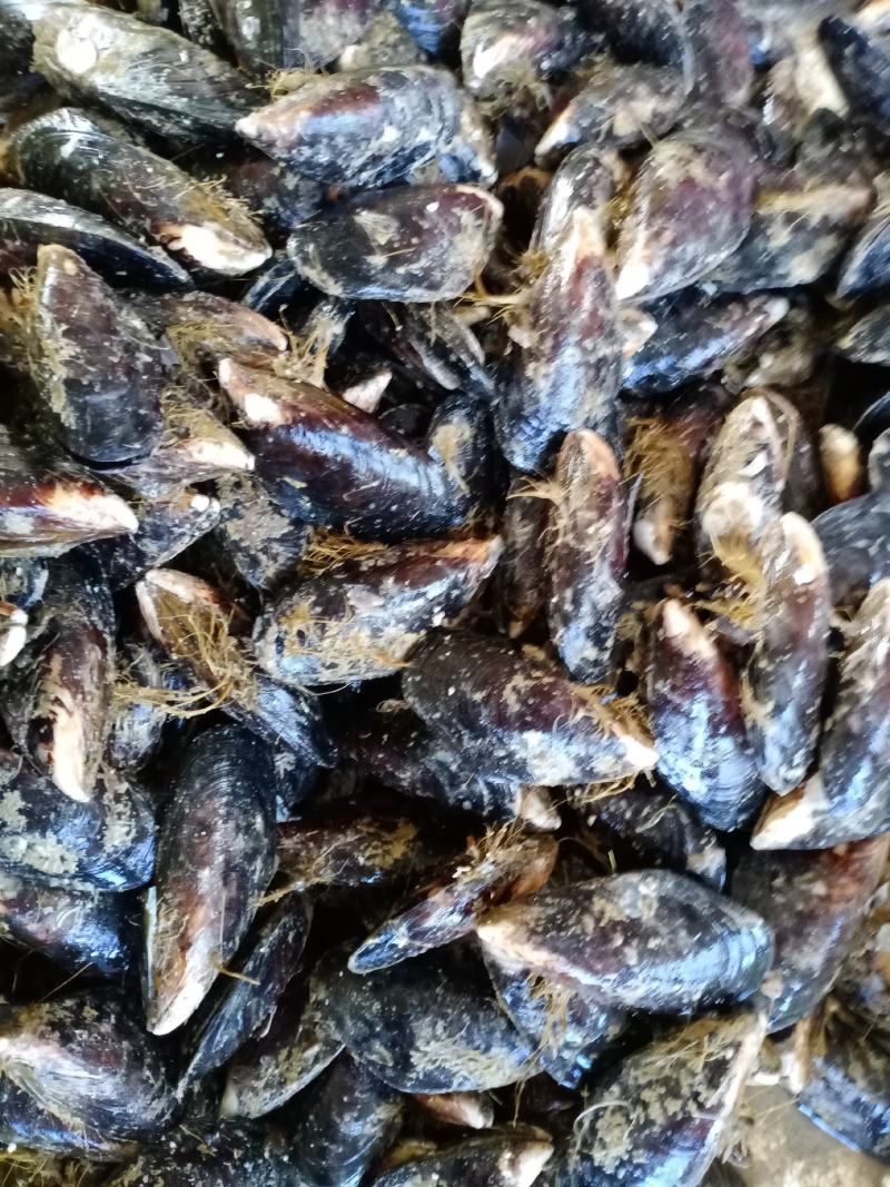 当天捕捞鲜活新鲜无沙大海虹贻贝青口贝当季鲜活淡菜