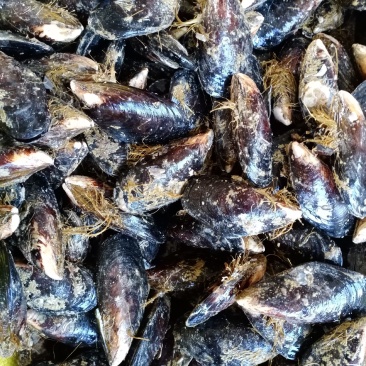 当天捕捞鲜活新鲜无沙大海虹贻贝青口贝当季鲜活淡菜