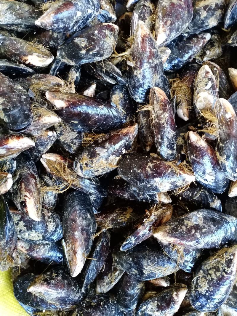 当天捕捞鲜活新鲜无沙大海虹贻贝青口贝当季鲜活淡菜