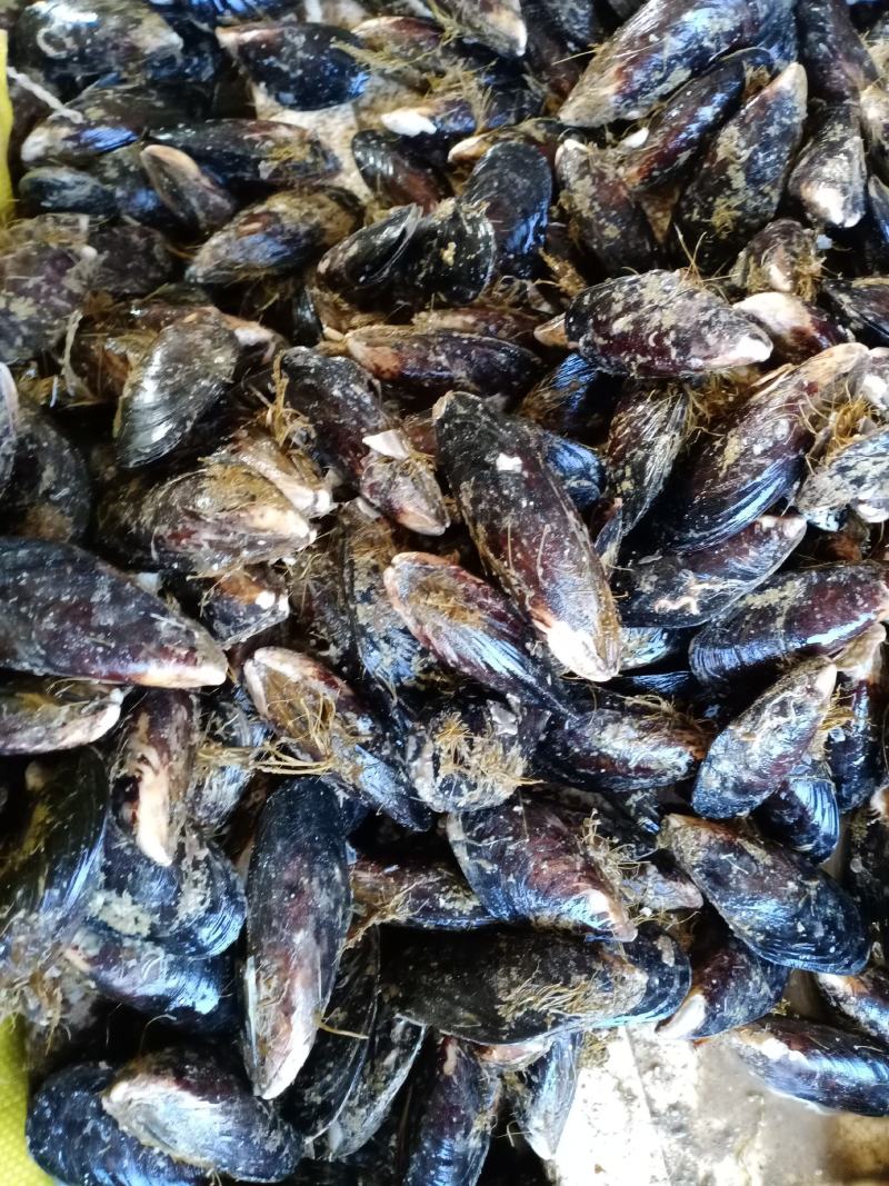 当天捕捞鲜活新鲜无沙大海虹贻贝青口贝当季鲜活淡菜