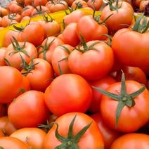 【推荐】山东西红柿弧三以上大量上市保质保量欢迎选购