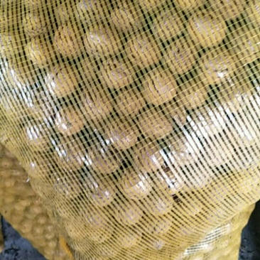 核桃