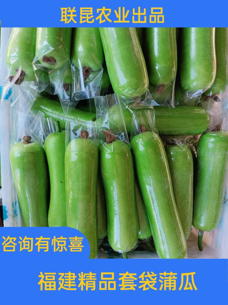 福建漳州葫芦瓜，瓠瓜，蒲瓜，无瓜，胡瓜来电有惊喜