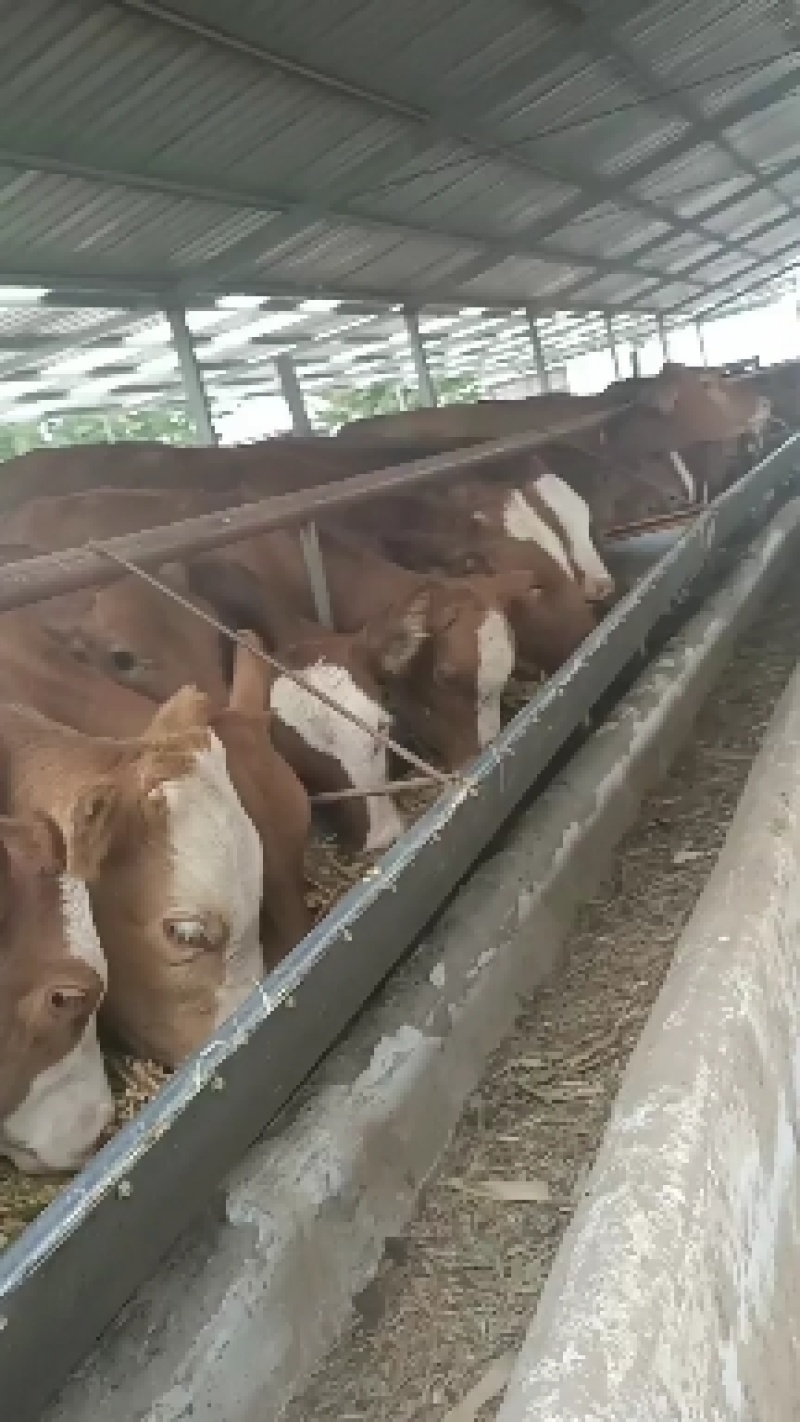 鲁西黄牛福建肉牛犊价格福建肉牛养殖基地福建肉牛犊养殖技术