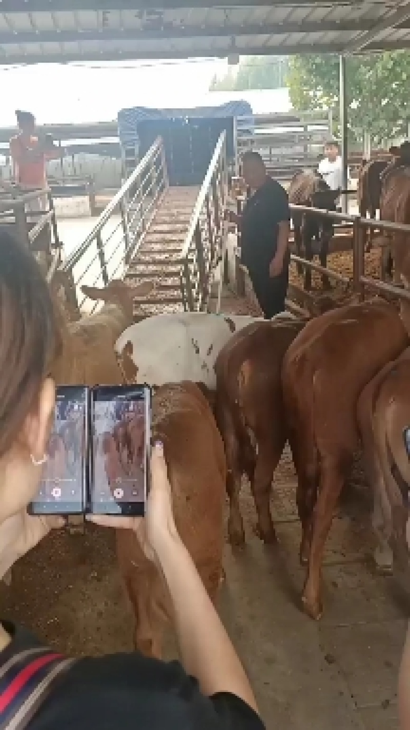 鲁西黄牛福建肉牛犊价格福建肉牛养殖基地福建肉牛犊养殖技术