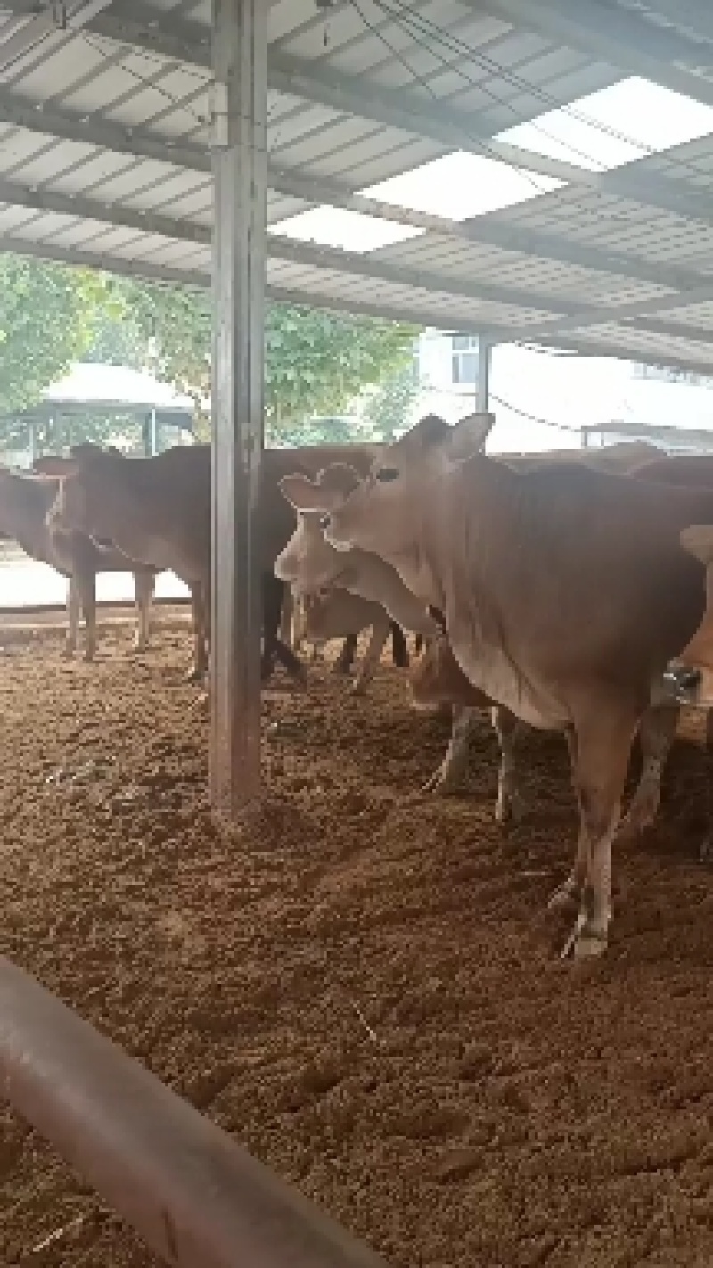 鲁西黄牛福建肉牛犊价格福建肉牛养殖基地福建肉牛犊养殖技术