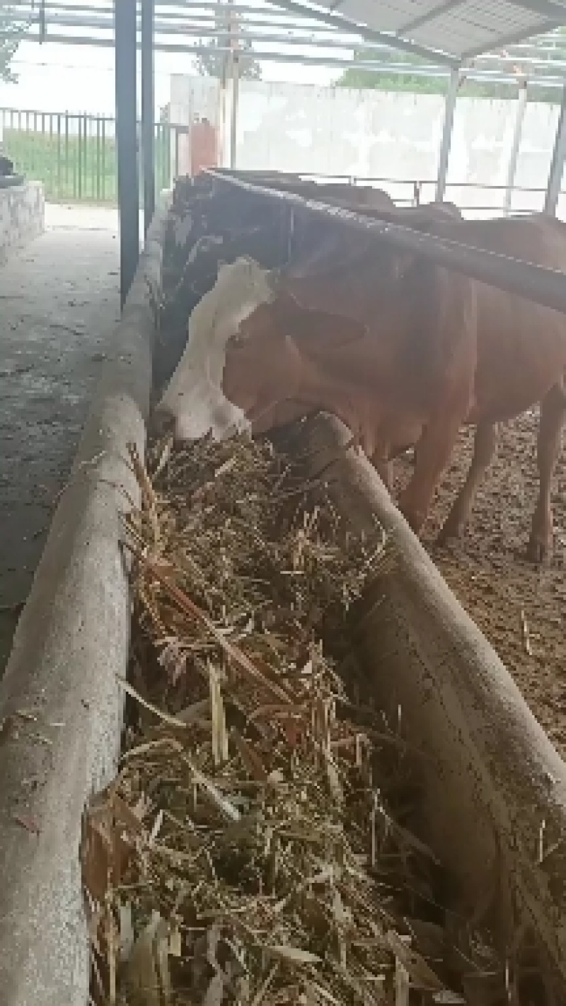 鲁西黄牛福建肉牛犊价格福建肉牛养殖基地福建肉牛犊养殖技术