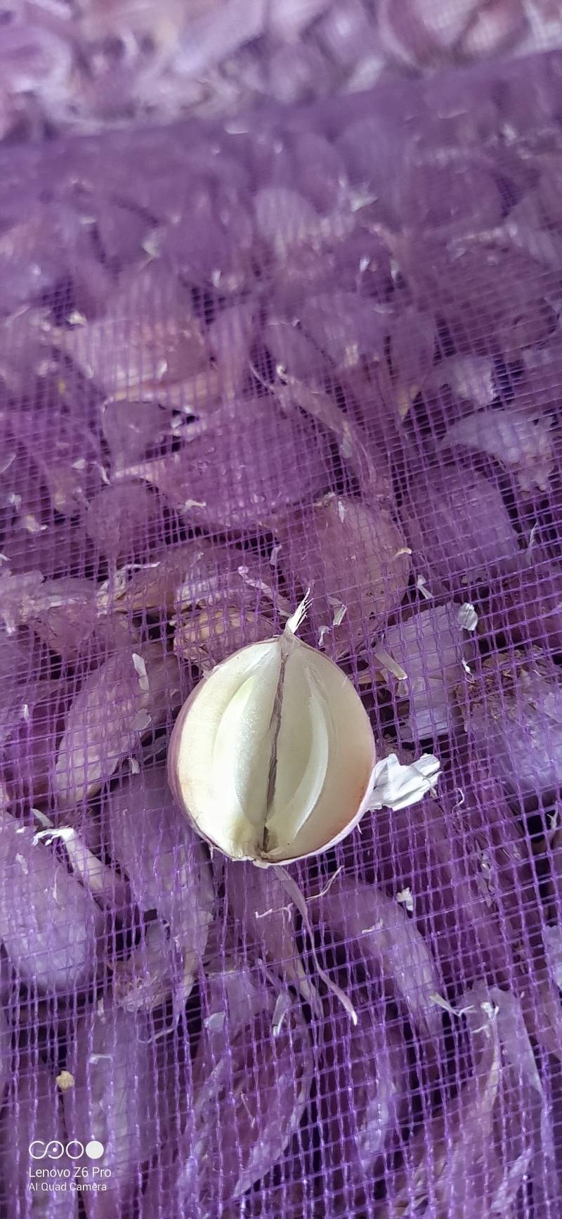 红根蒜苗蒜种大蒜种子蒜苔蒜种子精品货品保质保量