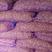 红根蒜苗蒜种大蒜种子蒜苔蒜种子精品货品保质保量