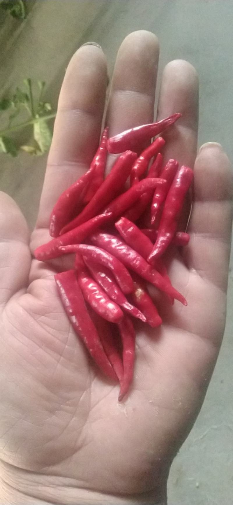优质干朝天椒，颜色好，极辣，