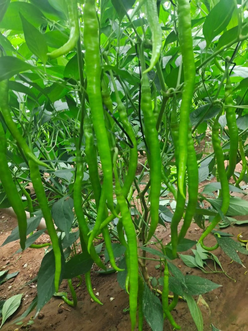 晨峰8号椒早熟黄绿线椒老熟鲜红色顺直光亮抗病毒品质保证