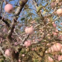大量红富士苹果上市