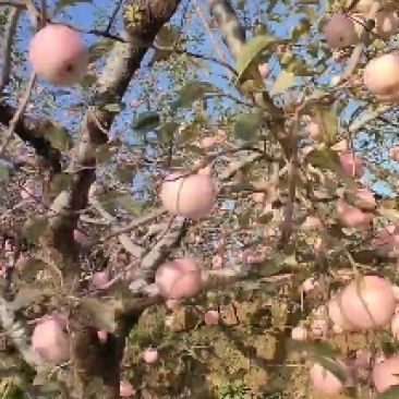 大量红富士苹果上市