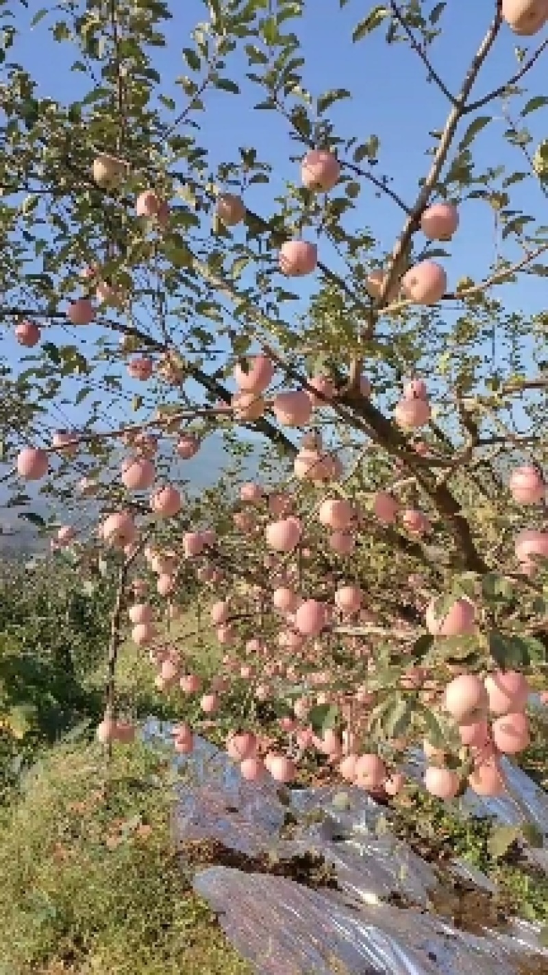 大量红富士苹果上市