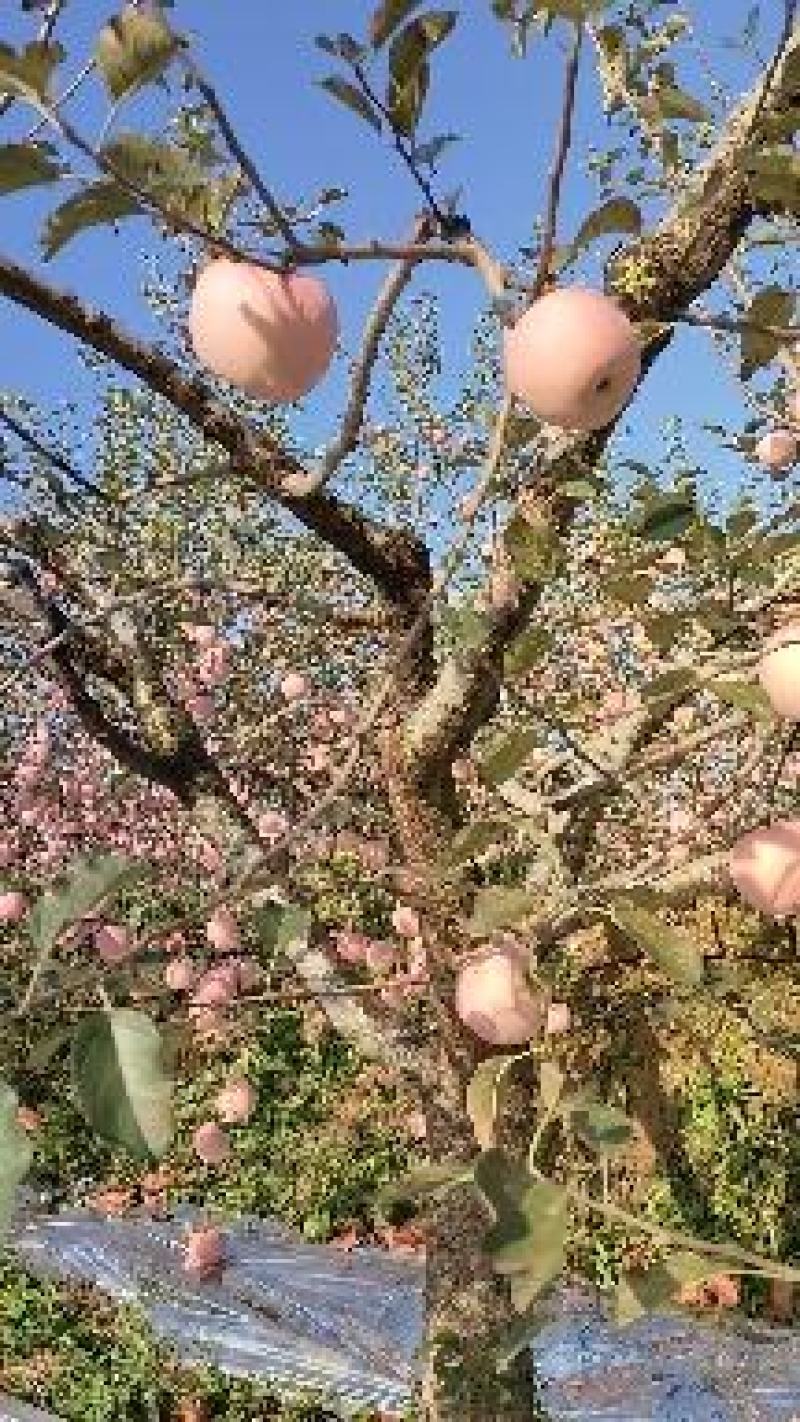 苹果