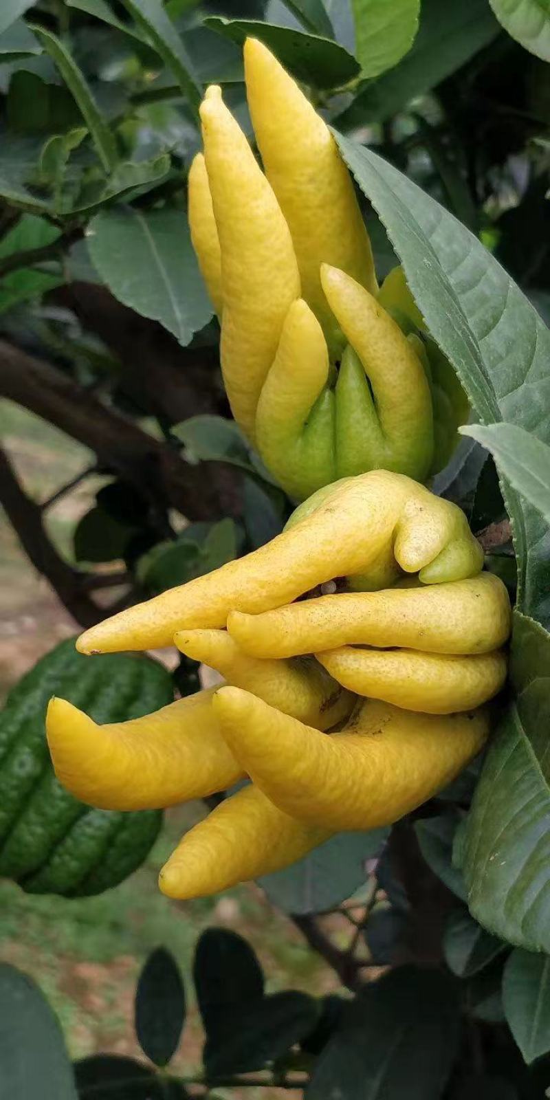 佛手苗大量供应