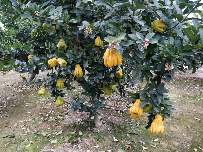 佛手苗大量供应