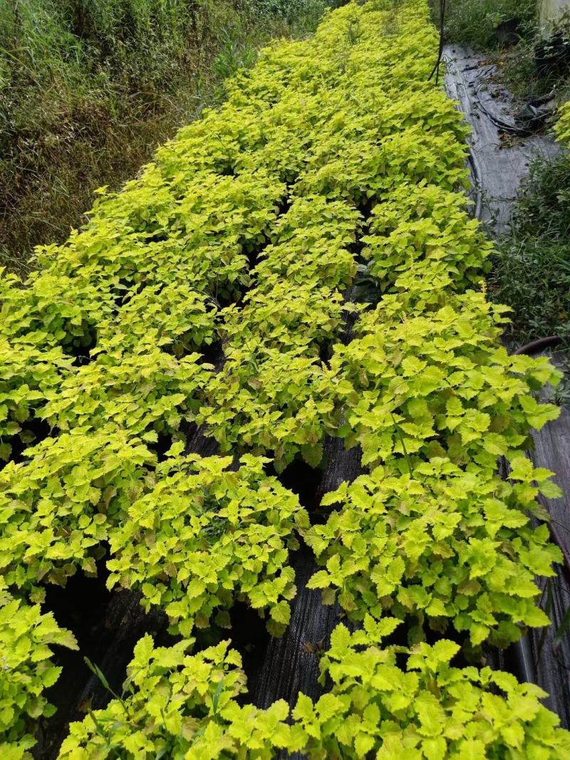 彩叶草，自家基地，规格齐全，量大从优，自产自销