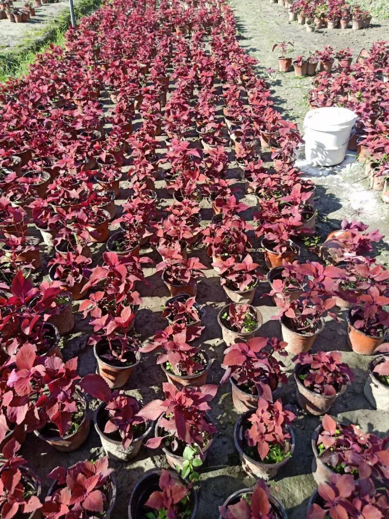 彩叶草，自家基地，规格齐全，量大从优，自产自销