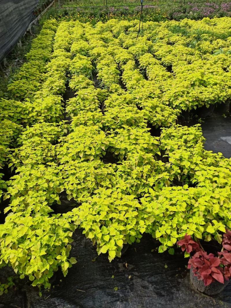 彩叶草，自家基地，规格齐全，量大从优，自产自销