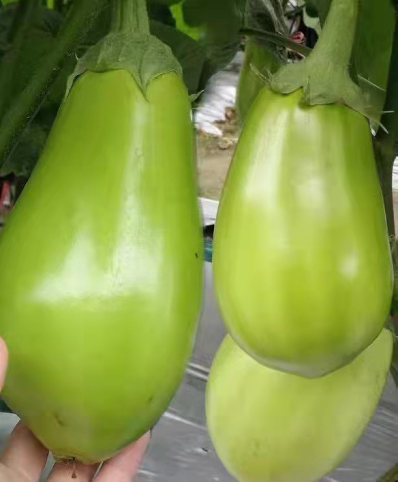 精品茄子，诚信代办，产地直发，物美价廉。