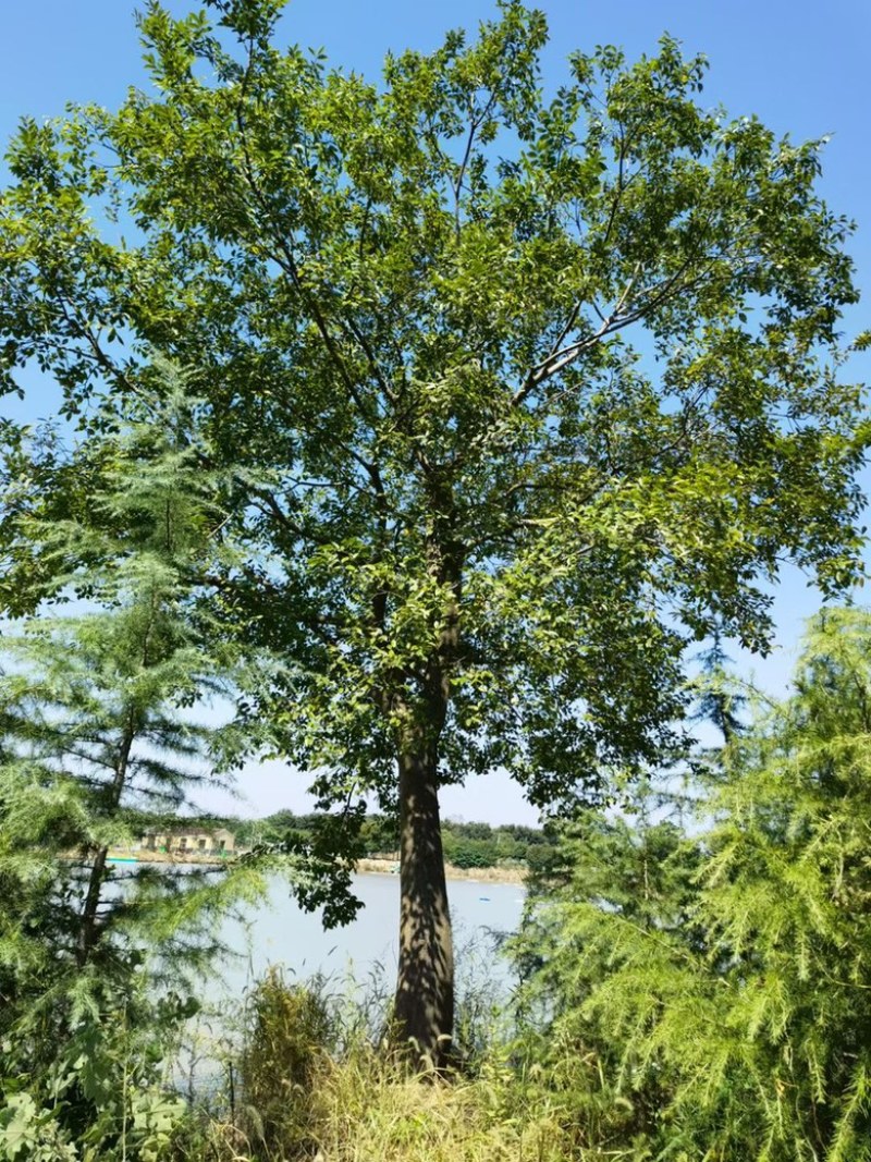 朴树南京朴树基地单杆朴树丛生朴树朴树价格